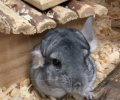 Bild zur Meldung Chinchillas ziehen ein