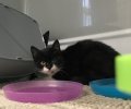 Bild zur Meldung Immer noch Schnupfen bei Katzenkindern