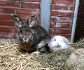 Bild zur Meldung Senioren-Kaninchen-WG