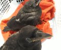 Bild zur Meldung Krähennachwuchs im Tierheim
