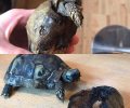 Bild zur Meldung Die wundersame Schildkröte