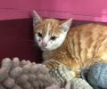 Bild zur Meldung Katzenkinder mit komischen Krusten