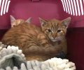 Bild zur Meldung Katzenkinder mit komischen Krusten