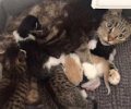 Bild zur Meldung Immer mehr Katzenkinder kommen zu uns