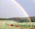 Bild zur Meldung Tara ist über die Regenbogenbrücke gegangen