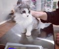Bild zur Meldung Katzenkinder wiegen