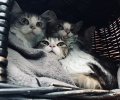 Bild zur Meldung Katzen mit Schnupfen