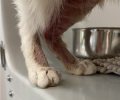 Bild zur Meldung Cocos Hautproblem
