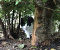 Bild zur Meldung Katze sucht Bauer.. oder so ähnlich ;-)