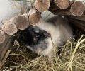 Bild zur Meldung Gundula und Herbert kamen zusammen ins Tierheim