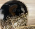 Bild zur Meldung Gundula und Herbert kamen zusammen ins Tierheim