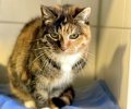 Bild zur Meldung Oma Liesel muss das Tierhiem erneut besuchen