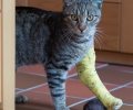 Bild zur Meldung Fundkater Findus kommt mit gebrochenem Bein zu uns