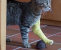 Bild zur Meldung Fundkater Findus kommt mit gebrochenem Bein zu uns