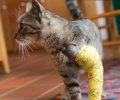 Bild zur Meldung Fundkater Findus kommt mit gebrochenem Bein zu uns