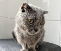 Bild zur Meldung Castiels Geschichte