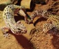 Bild zur Meldung Unsere 3 Geckodamen