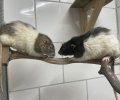 Bild zur Meldung Die Ratten machen es uns nicht leicht