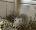 Bild zur Meldung Die Ratten machen es uns nicht leicht