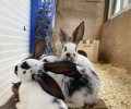 Bild zur Meldung Kaninchenbabys in Not