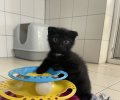 Bild zur Meldung Xavier und Tayler zwei Kitten mit Startproblemen