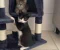 Bild zur Meldung Xavier und Tayler zwei Kitten mit Startproblemen