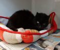 Bild zur Meldung Alter Kater kommt ins Tierheim
