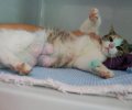 Bild zur Meldung Kitty wird ihre Milch nicht los
