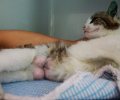 Bild zur Meldung Kitty wird ihre Milch nicht los