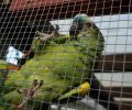 Bild zur Meldung Oskar die Blaustirn-Amazone