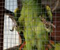 Bild zur Meldung Oskar die Blaustirn-Amazone