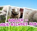 Bild zur Meldung Tierretterwochen - Heute: Bollek
