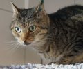 Bild zur Meldung Tierretterwochen - Heute: Kater Kalle <3