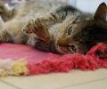 Bild zur Meldung Tierretterwochen - Heute: Kater Kalle <3