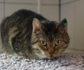 Bild zur Meldung Tierretterwochen - Heute: Kater Kalle <3