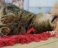 Bild zur Meldung Tierretterwochen - Heute: Kater Kalle <3