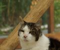 Bild zur Meldung Tierretterwochen - Heute: Paula