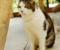 Bild zur Meldung Tierretterwochen - Heute: Paula
