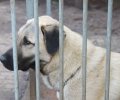Bild zur Meldung Tierretterwochen - Heute: Aslan