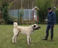 Bild zur Meldung Tierretterwochen - Heute: Aslan