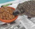 Bild zur Meldung Igel Sonics Kurzbesuch