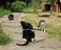 Bild zur Meldung Freilandtiger auf Haussuche
