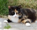 Bild zur Meldung Freilandtiger auf Haussuche