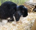 Bild zur Meldung Violettas Milbenalbtraum