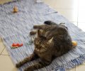 Bild zur Meldung Freddy geht es schon besser