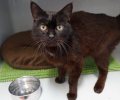 Bild zur Meldung Blacky ist ein ganz schöner Schrabbelkater