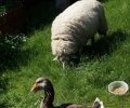 Bild zur Meldung Gustav Gans zieht ein