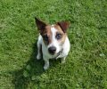 Bild zur Meldung Unsere Rentner-WG aus Dogsplace stellt sich vor :)
