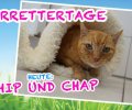 Bild zur Meldung TIERRETTERTAGE HEUTE: ***Chip und Chap***