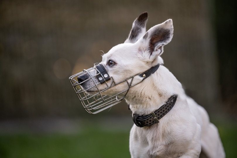 Vermittlung: Hunde - Tierheim Oldenburg